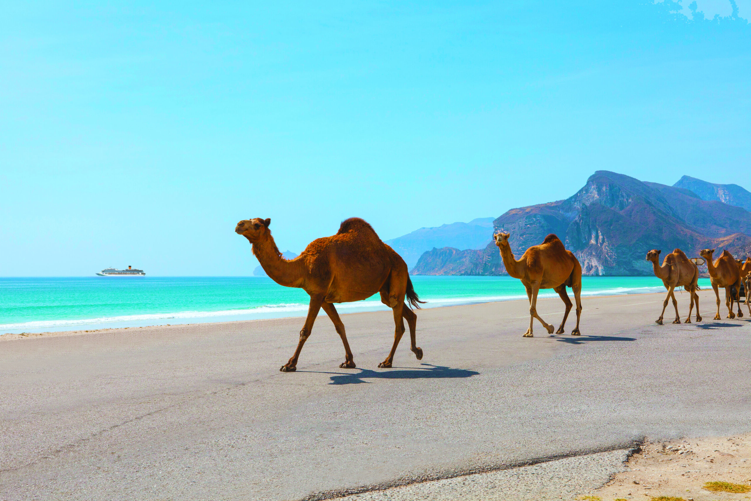 Camels On A Road In Oman.